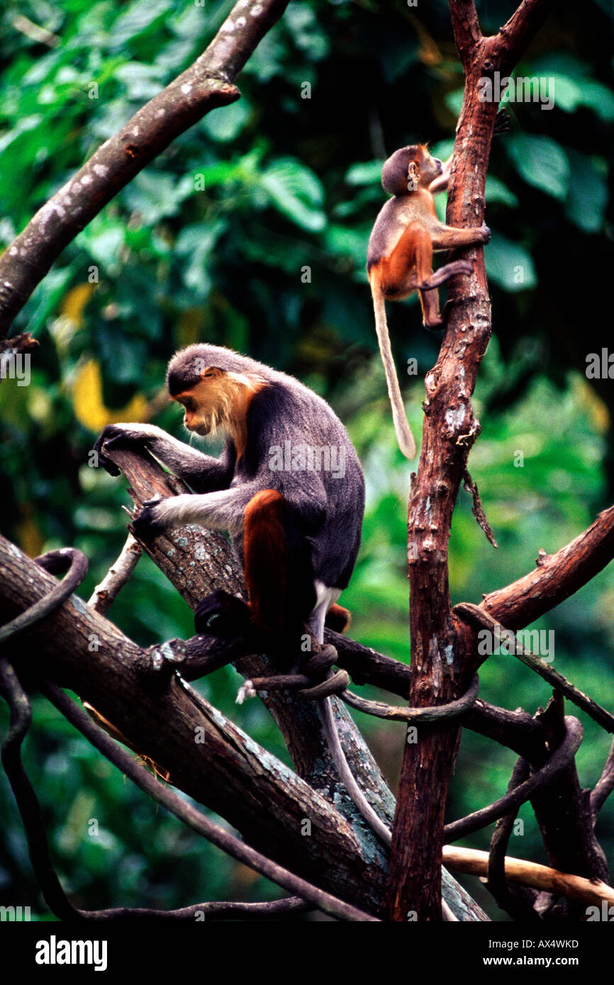 A monkey and her baby in the branches of a tree in the Singapore zoo. Stock Photo