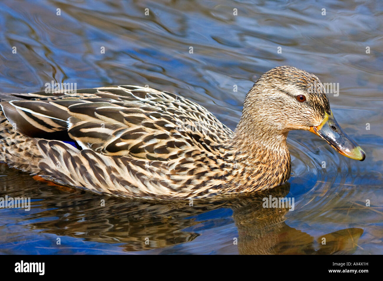 Mallard Duck female Stock Photo
