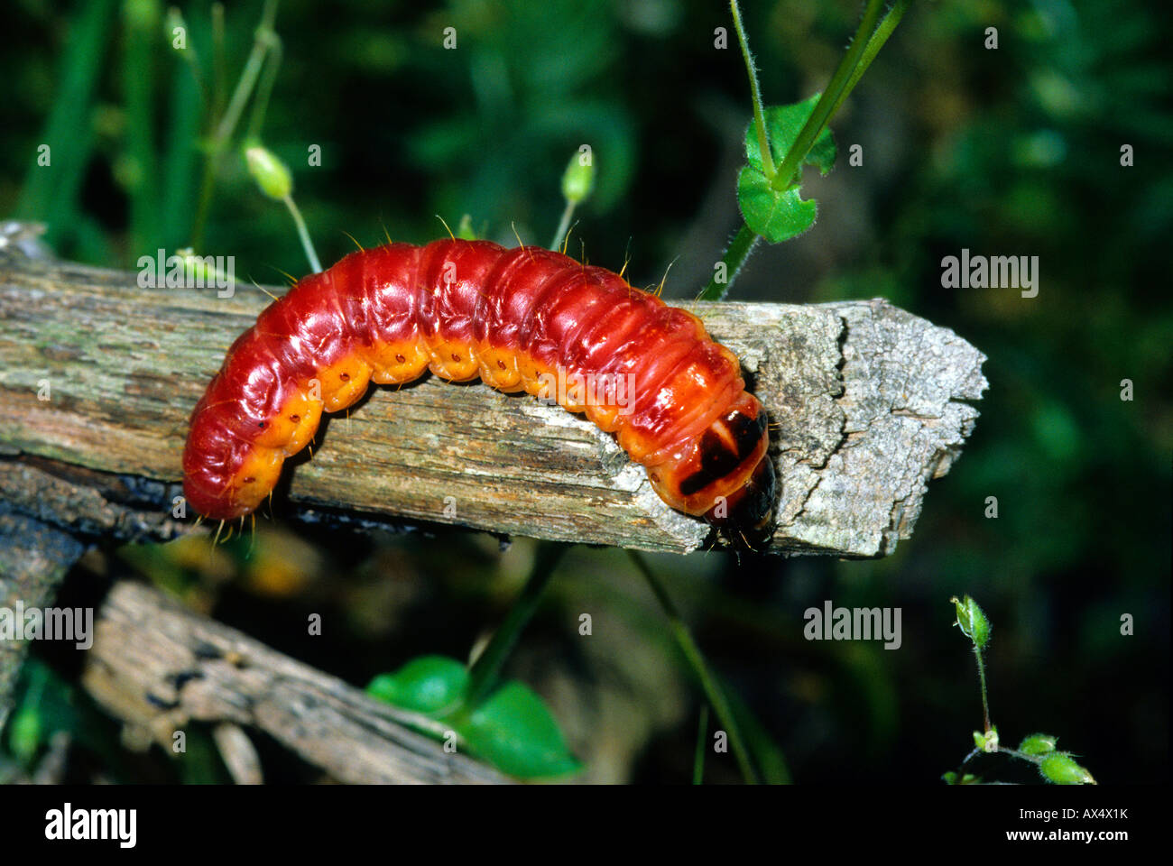 Insects insect larvae hi-res stock photography and images - Alamy