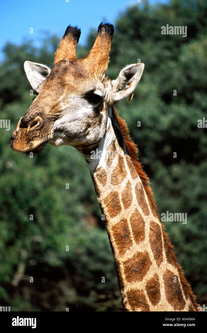 Wildlife south africa hi-res stock photography and images - Alamy