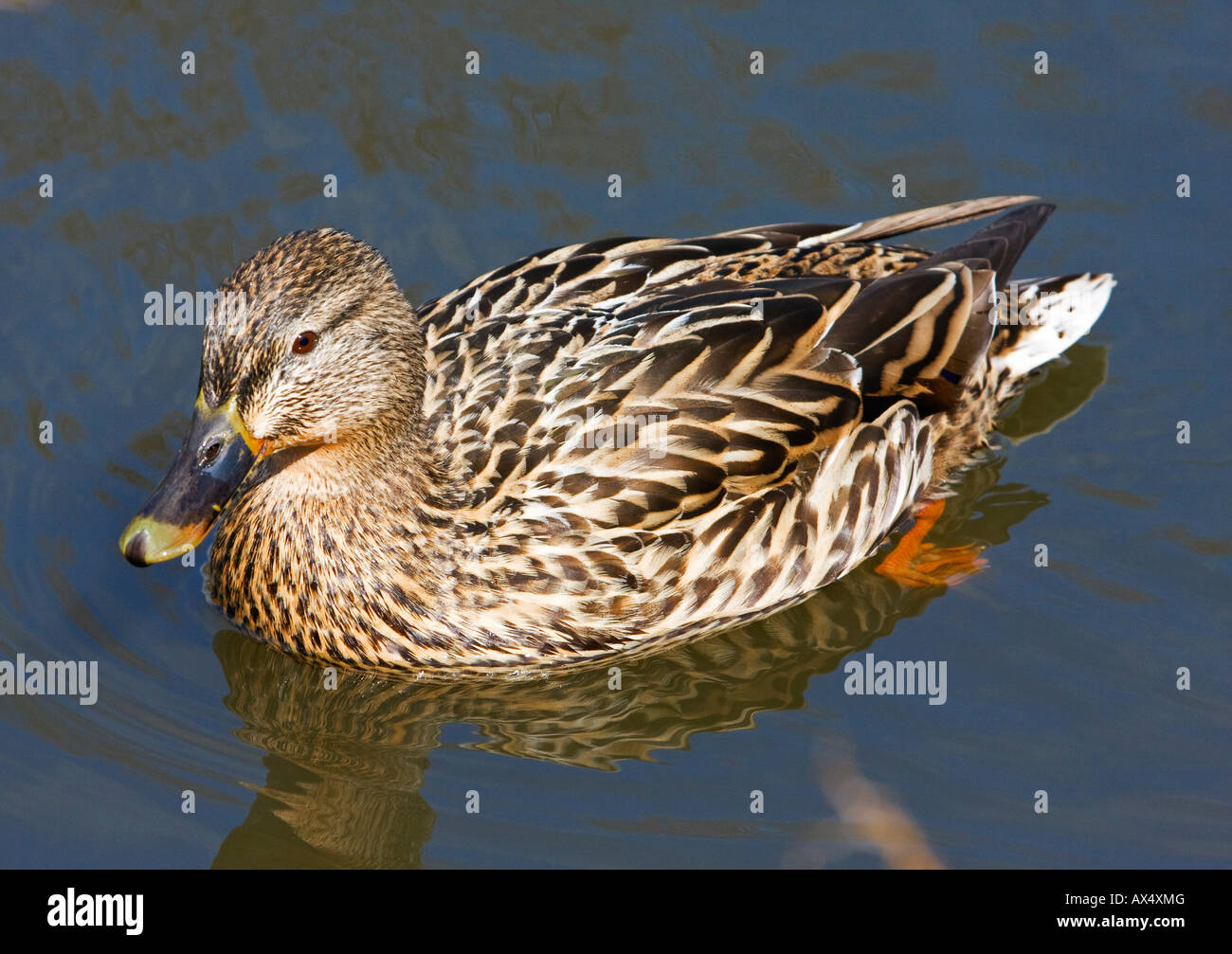 Mallard Duck female swimming Stock Photo