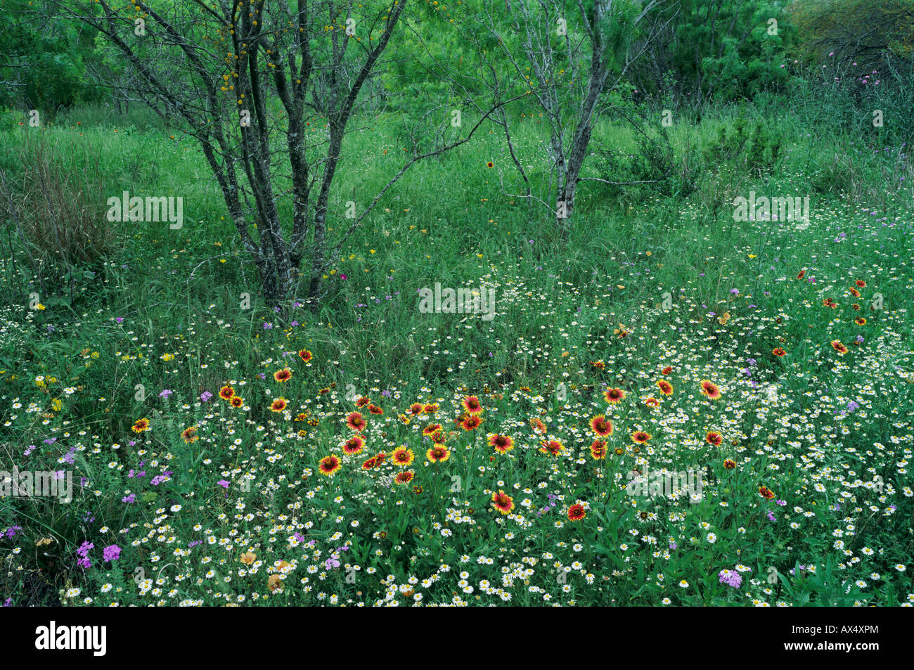 Wildflowers Indian Blanket Lazy Daisy Prairie Verbena blooming Choke Canyon State Park Texas USA Stock Photo