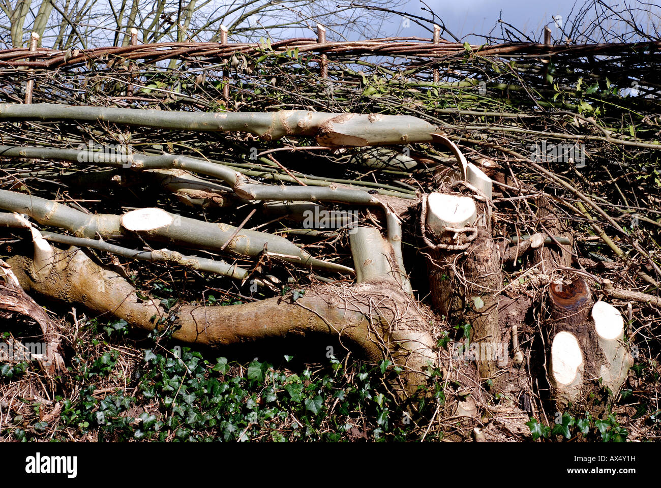 Ash tree used in hedge laying, UK Stock Photo Alamy
