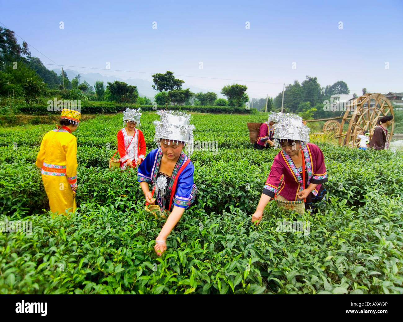 Dong nationality women picking tea  in the Tea Plantation Stock Photo