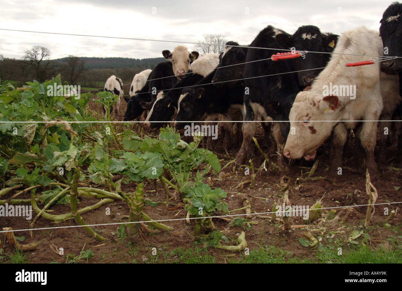 Dairy cattle feeding on kale crop in ground Stock Photo Alamy