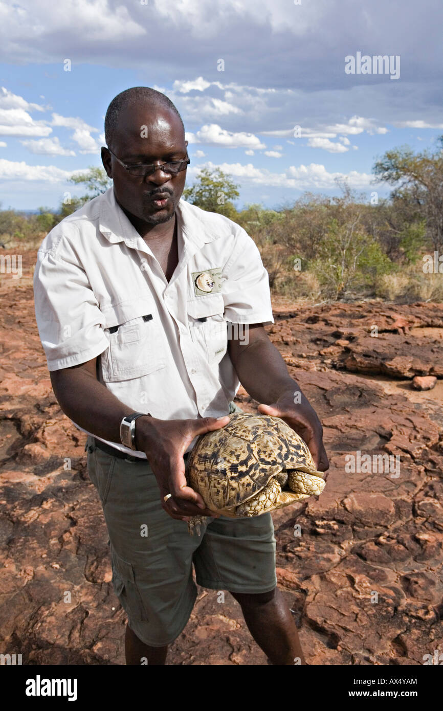 Local guide holds Leopard Tortoise Geochelone pardalis in Waterberg Plateau Park, Namibia Stock Photo