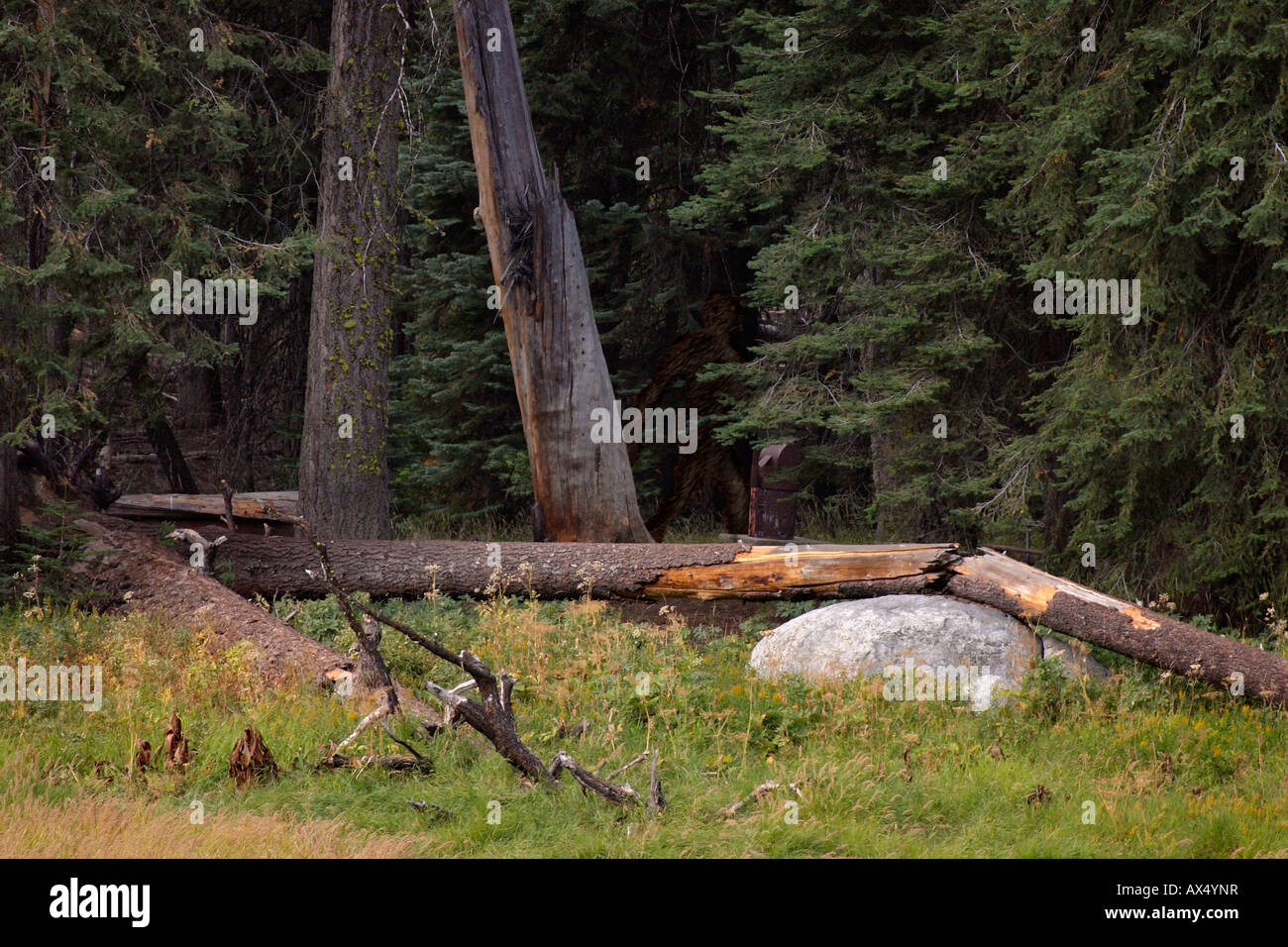 'Bigfoot' Stock Photo