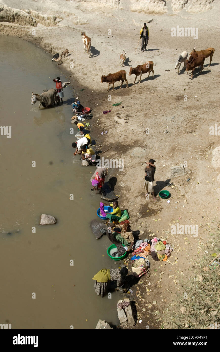 Ethiopia 2008 road Awassa to Addis Women washing clothes in the river and cattle being taken for water Stock Photo