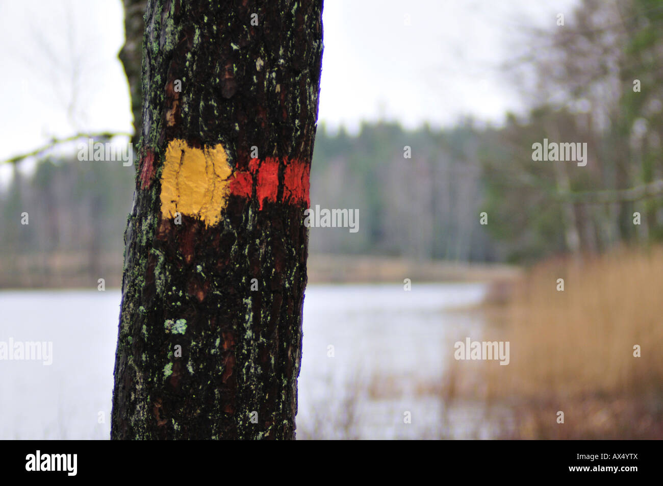 Swedish forrest in the rainy winter Stock Photo