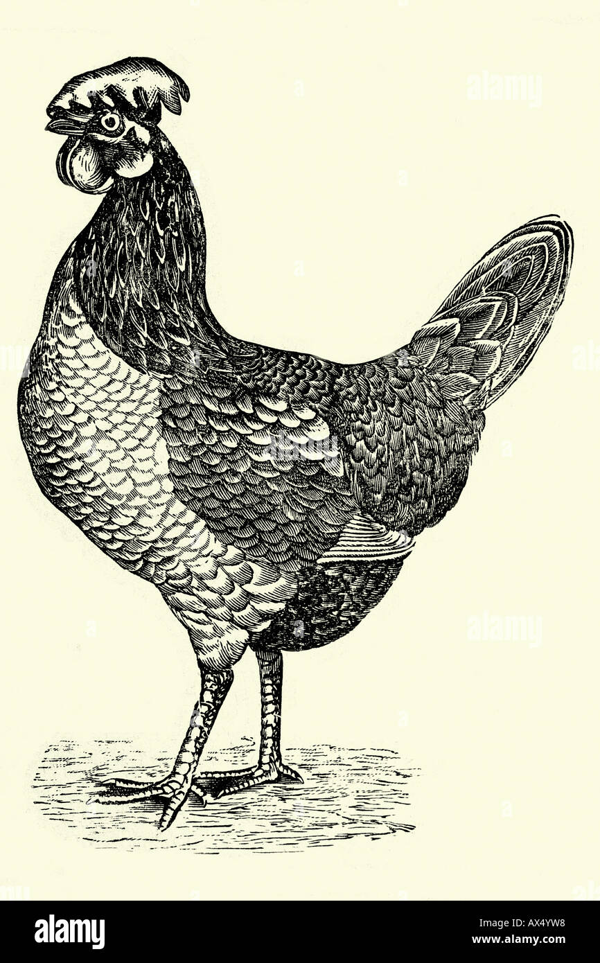 Golden Leghorn hen Antique illustration. 1900 Stock Photo