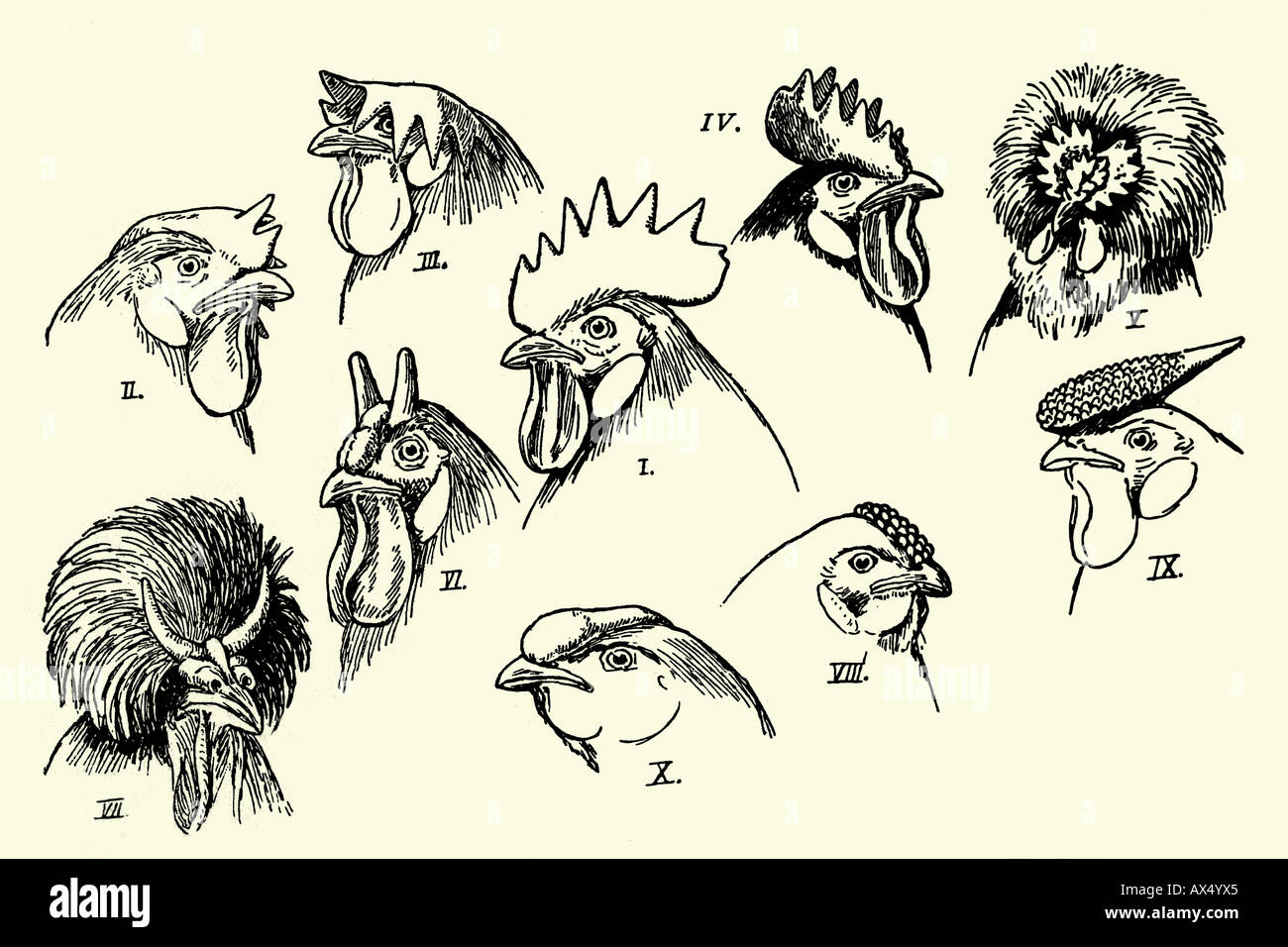 Comb shapes. Antique illustration. 1900. pen lithograph Stock Photo - Alamy