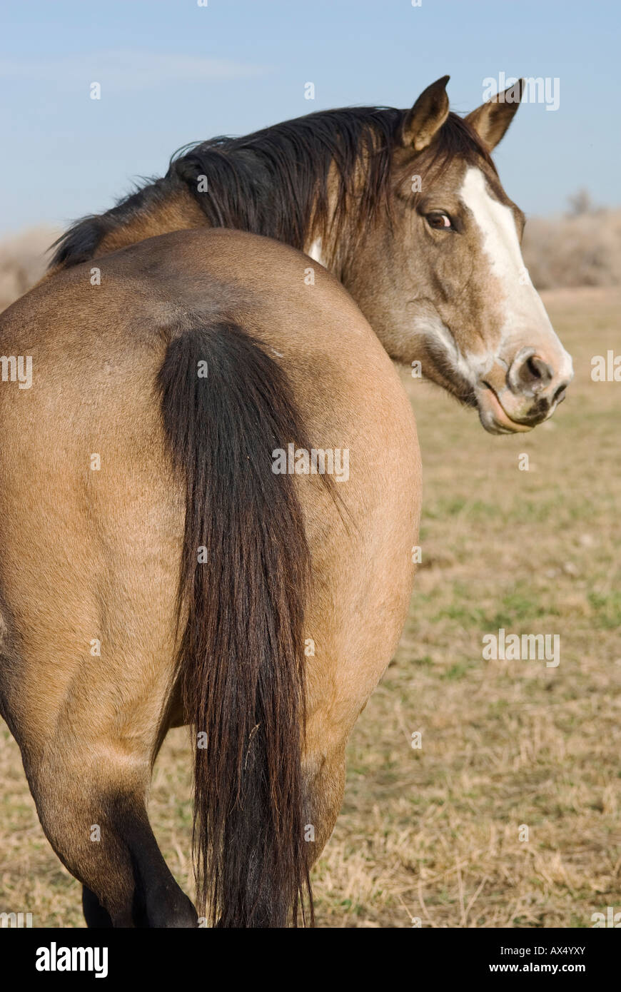 dun colored horse view from the rear with horse's head turned facing