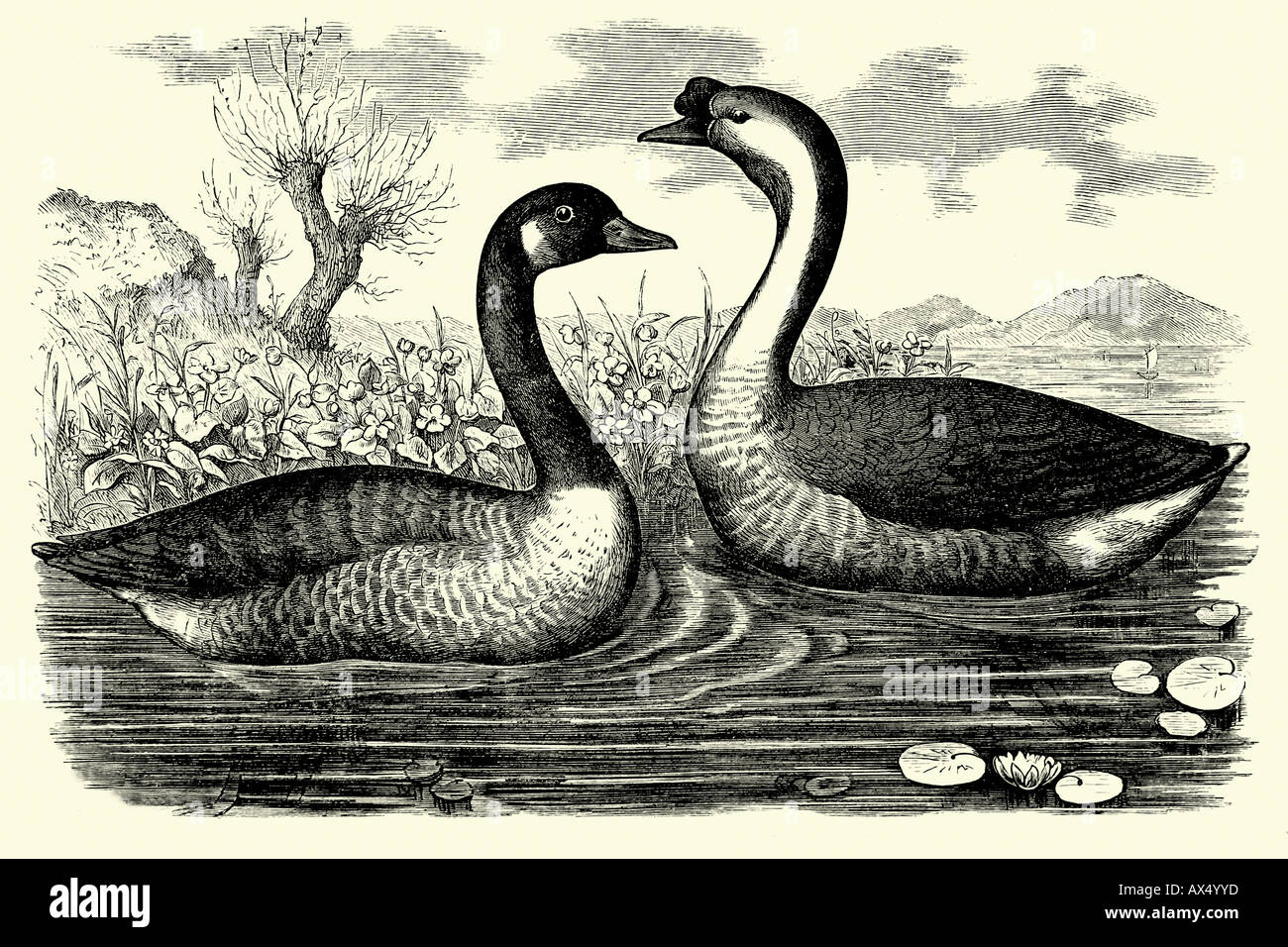 Canadian goose and guinean goose Antique illustration. 1900 Stock Photo