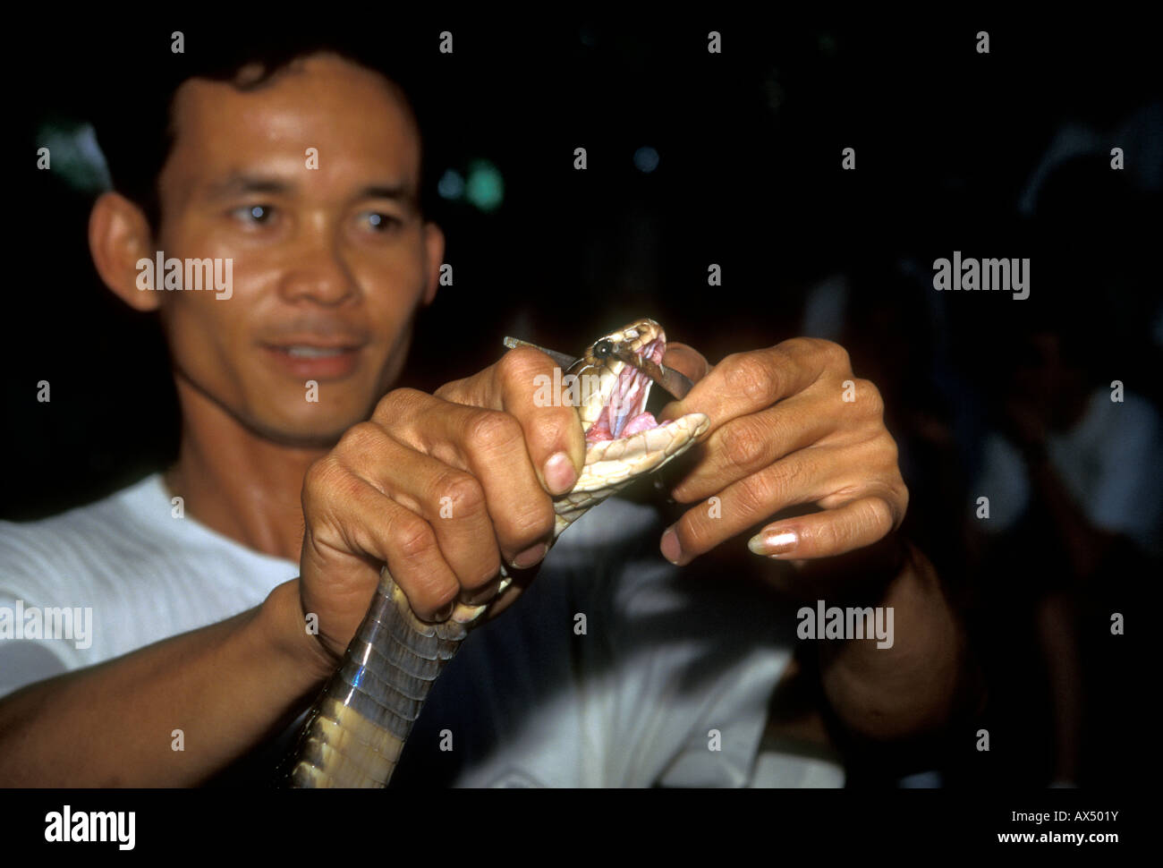 Thai man, snake handler, handling snake, snake, snakes, Mae Sa Snake Farm, Chiang Mai, Chiang Mai Province, Thailand, Southeast Asia, Asia Stock Photo