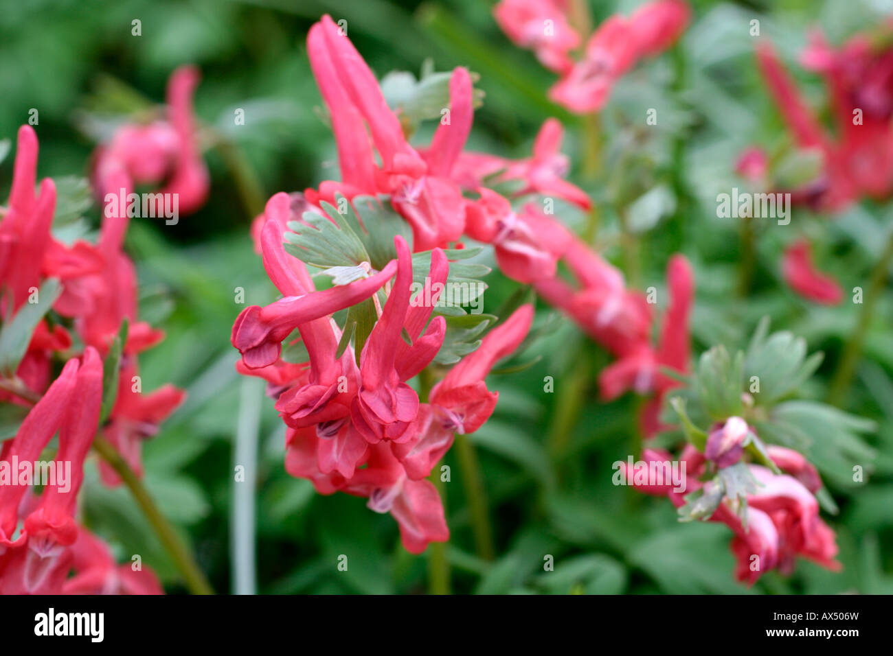 CORYDALIS SOLIDA SUBSP SOLIDA GEORGE BAKER AGM Stock Photo