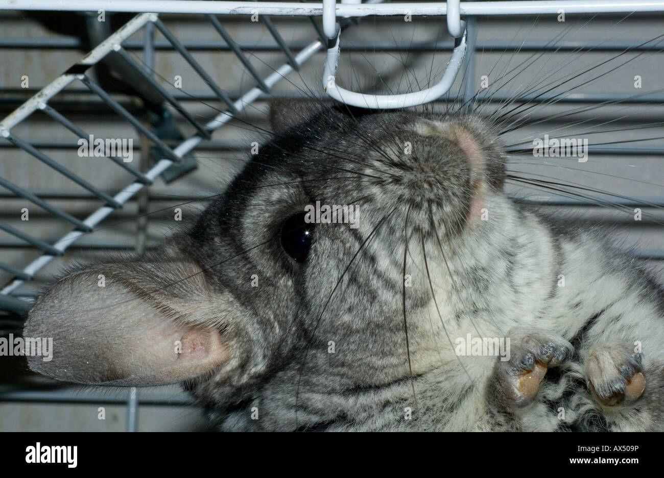 Chinchilla (Chinchilla lanigera) studying his cage latch Stock Photo