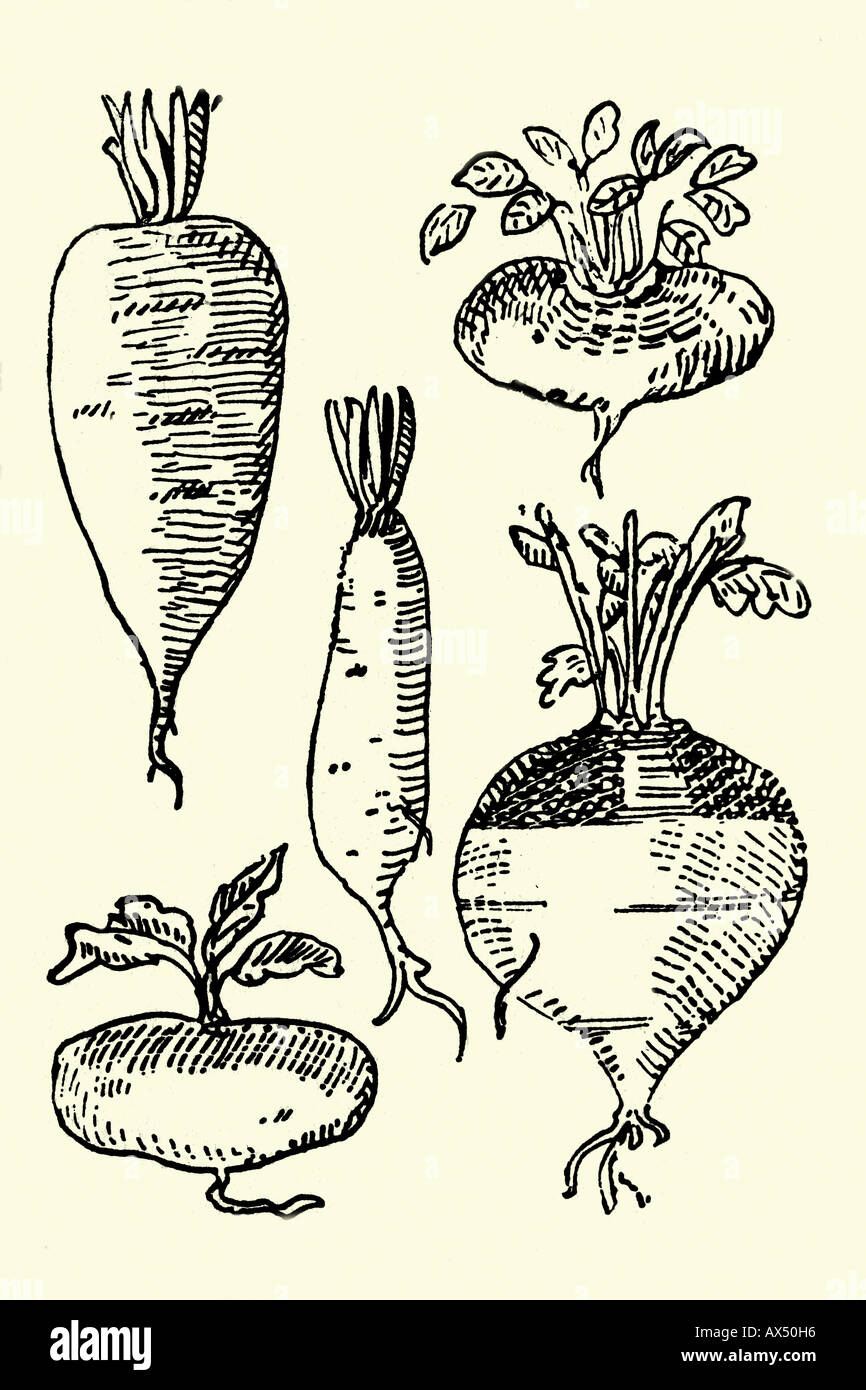 Turnips. Antique illustration. 1900. Stock Photo