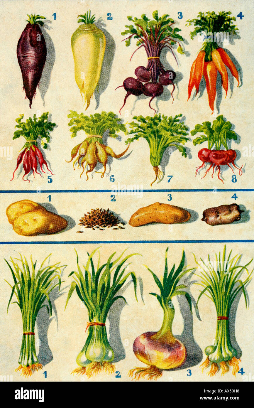 Root vegetables. Antique illustration. 1900. Stock Photo