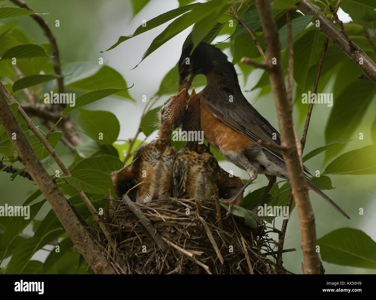 Mother robin hires stock photography and images Alamy