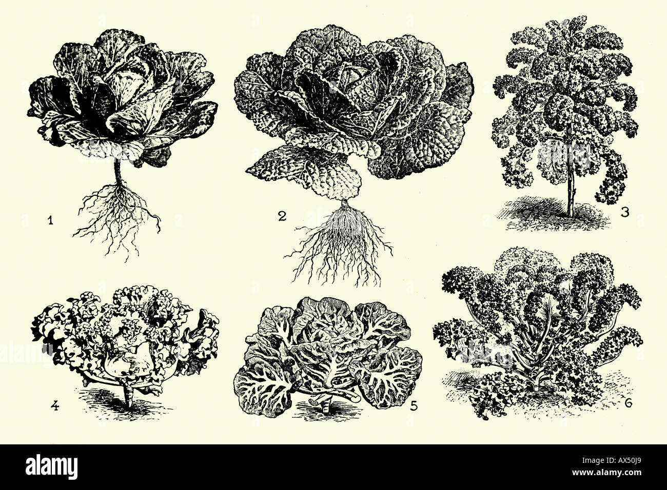 Cabbages. Antique illustration. 1900 Stock Photo