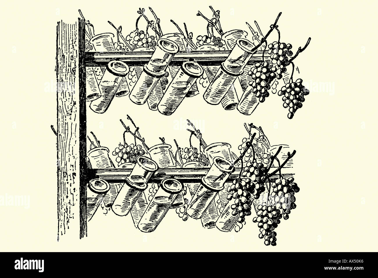 Glass bottles to preserve grapes. Antique illustration. 1900 Stock Photo