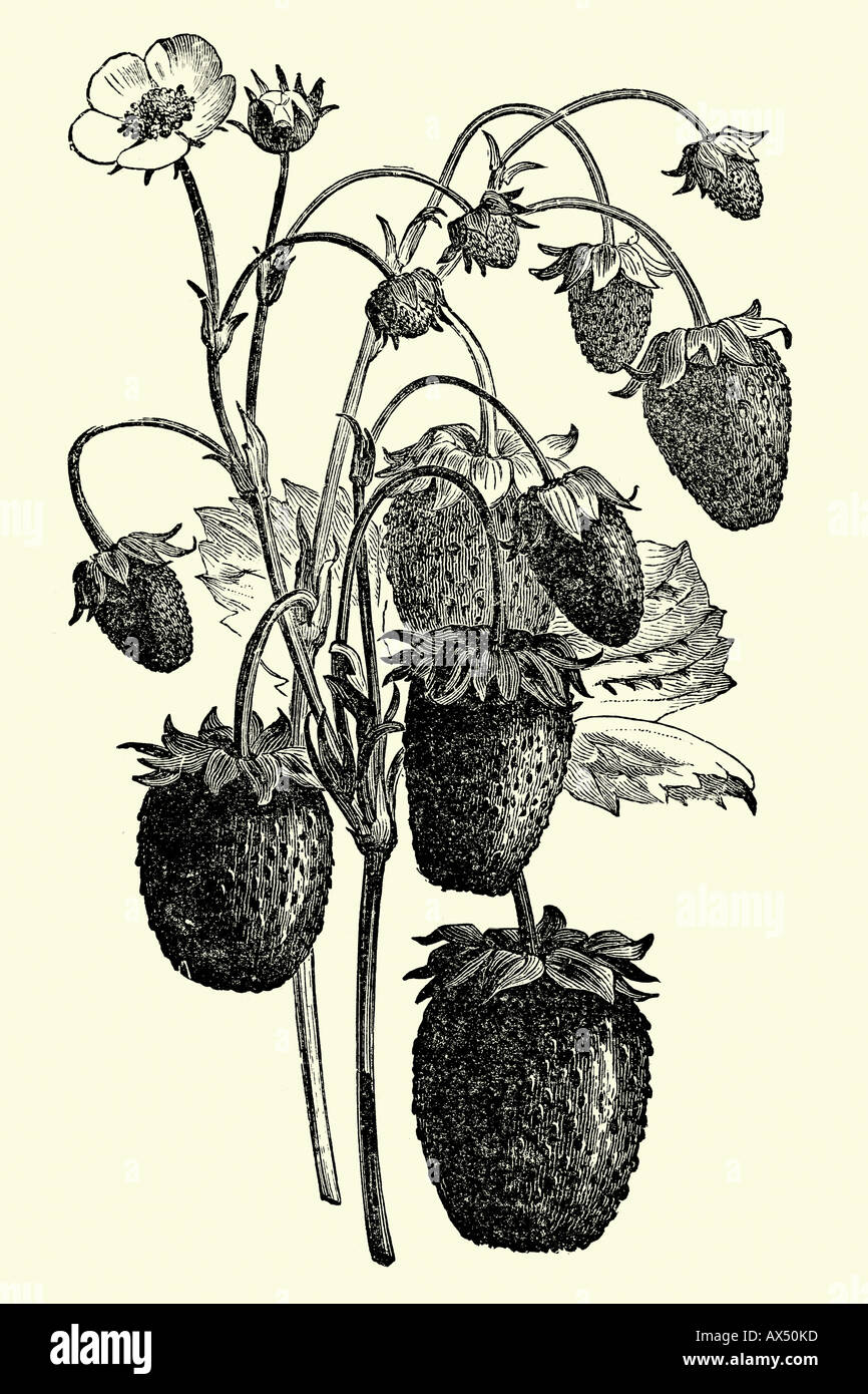 Berry botanical illustration Cut Out Stock Images & Pictures - Alamy