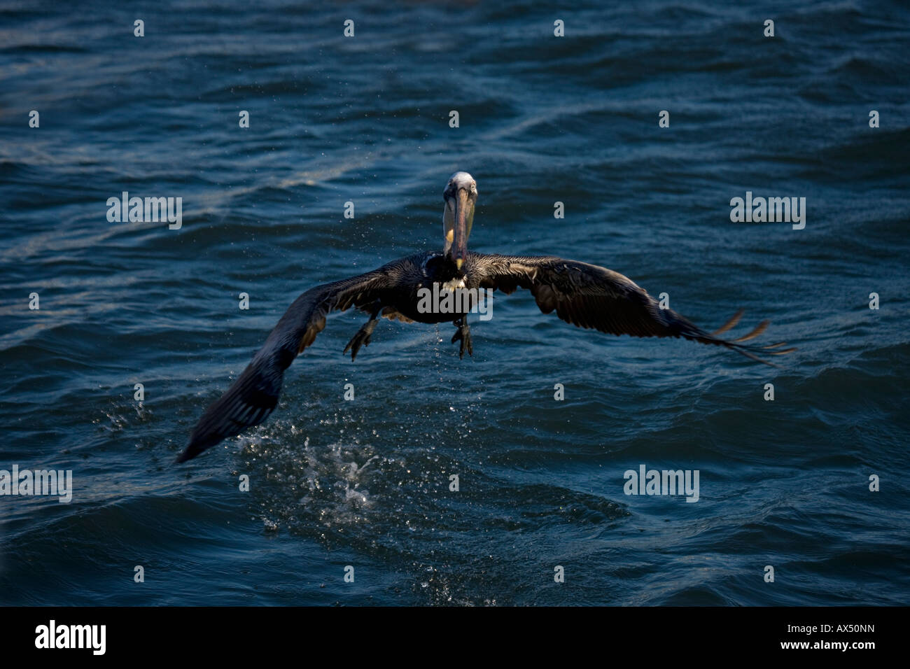 Brown Pelican (Pelecanus occidentalis) Sonora Mexico Adult Taking Off Stock Photo