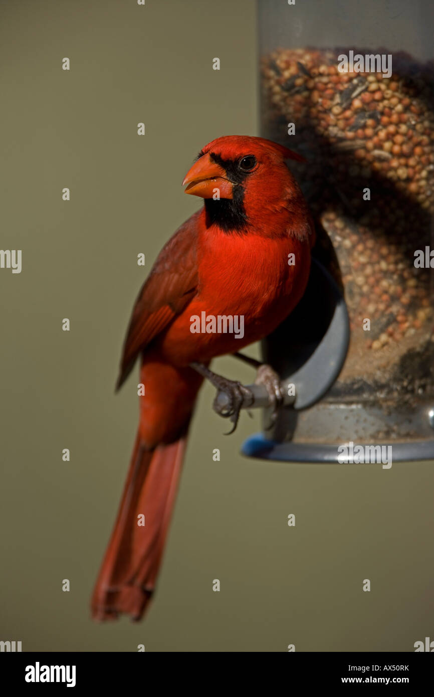 Northern Cardinal (Cardinalis cardinalis) - Arizona - Male - Perched on ...