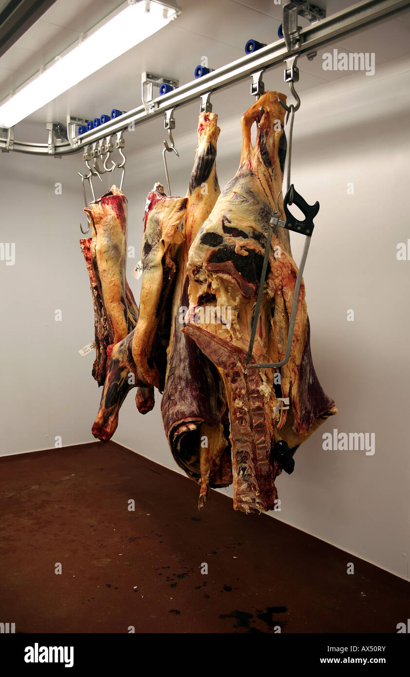 Organic beef carcasses / carcases hang on butcher's hooks in a farm freezer room Stock Photo