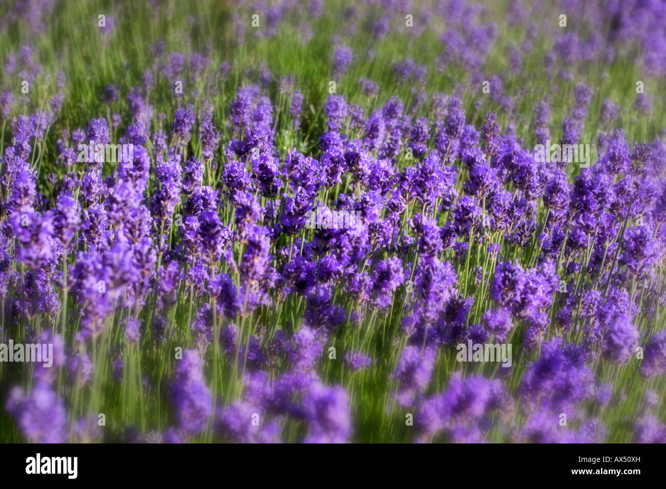 Lavendar in bloom and scent fills the air as the wind blows atin name: Lavandula Labiatae Stock Photo