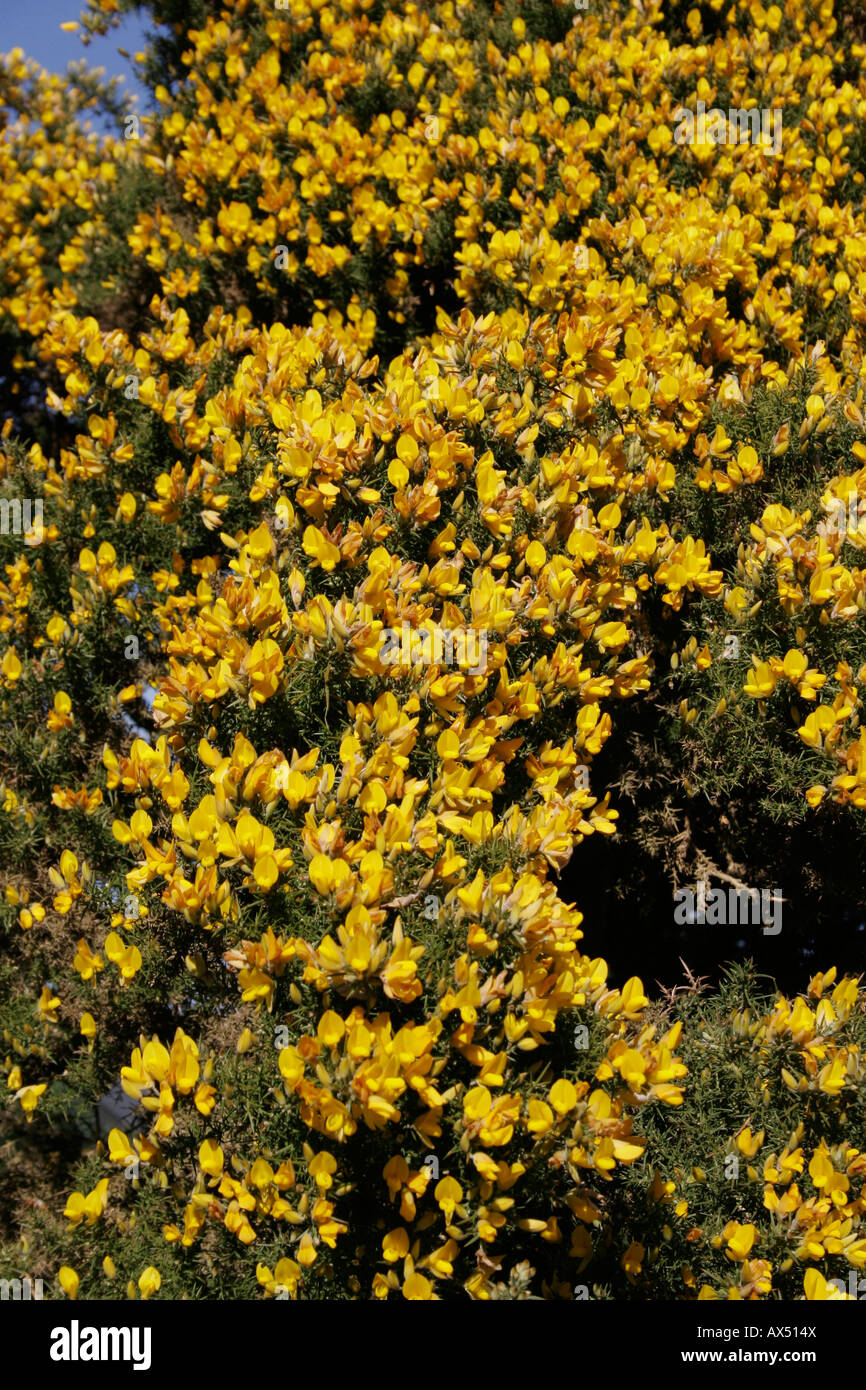 THE FLOWER OF ULEX. EUROPAEUS. GORSE. Stock Photo
