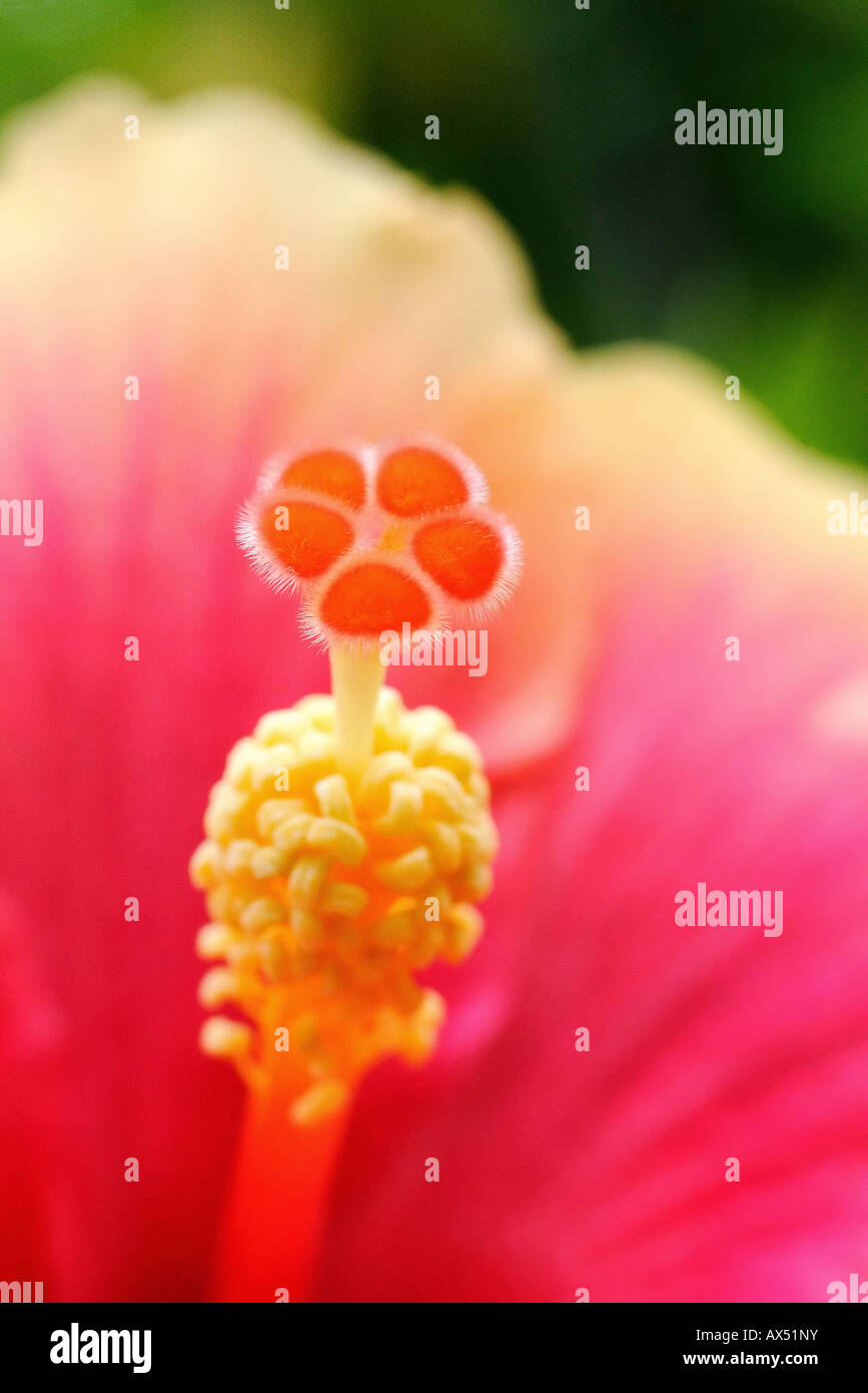 Hibiscus flower malaysia national hi-res stock photography and images ...