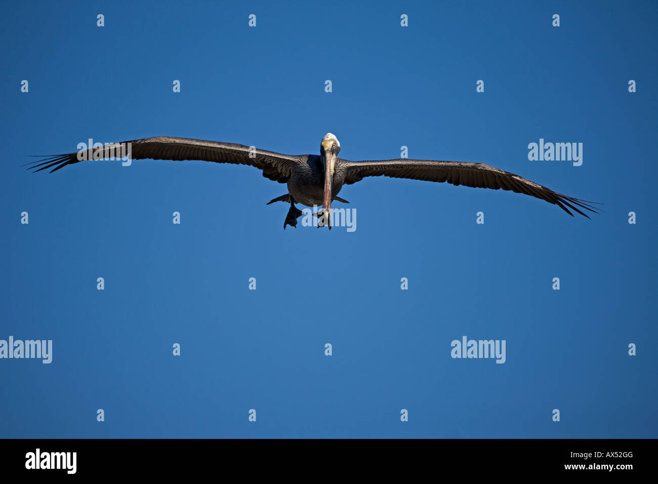 Brown Pelican (Pelecanus occidentalis) Sonora Mexico Adult Soaring Stock Photo