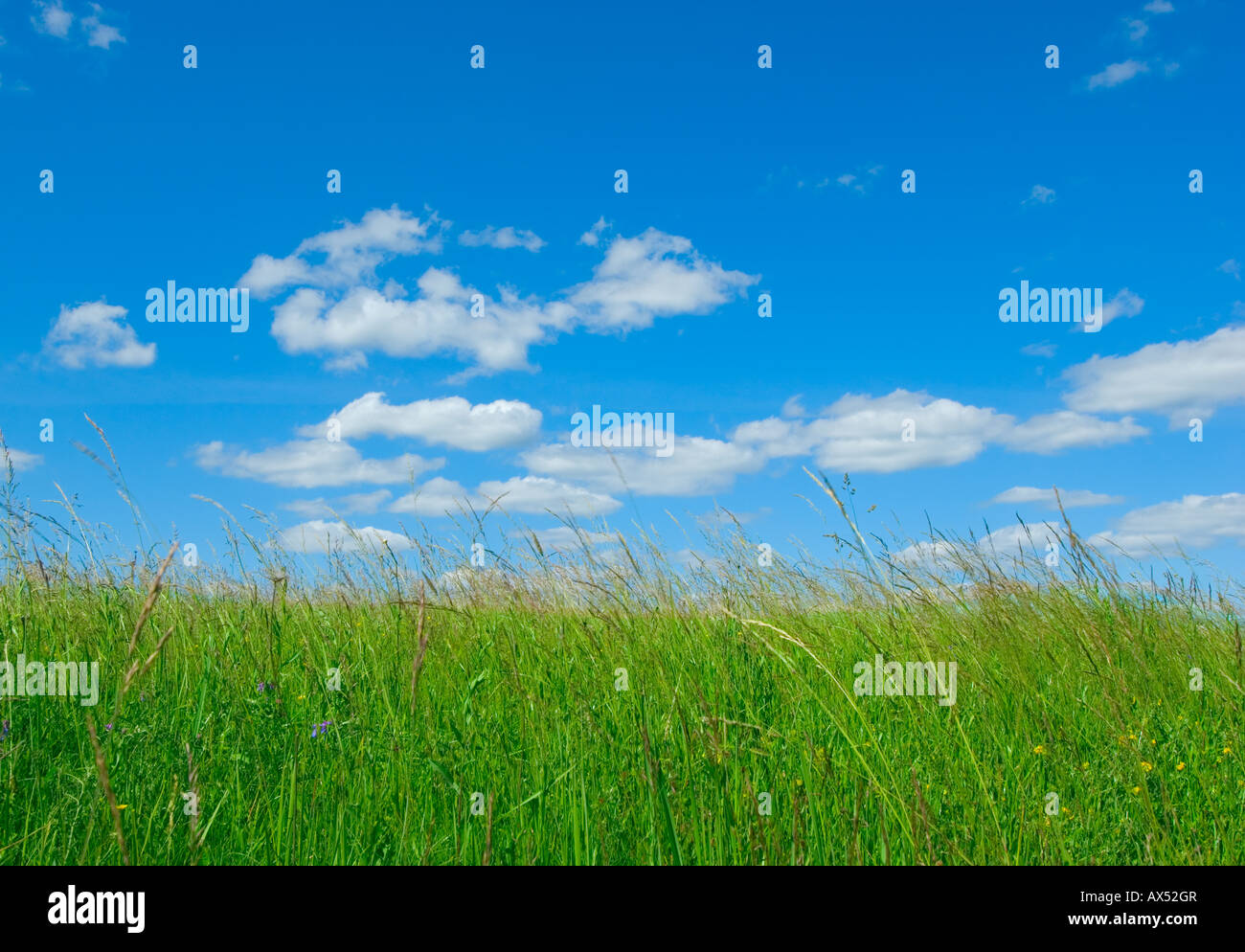 green grass and blue sky background Stock Photo - Alamy