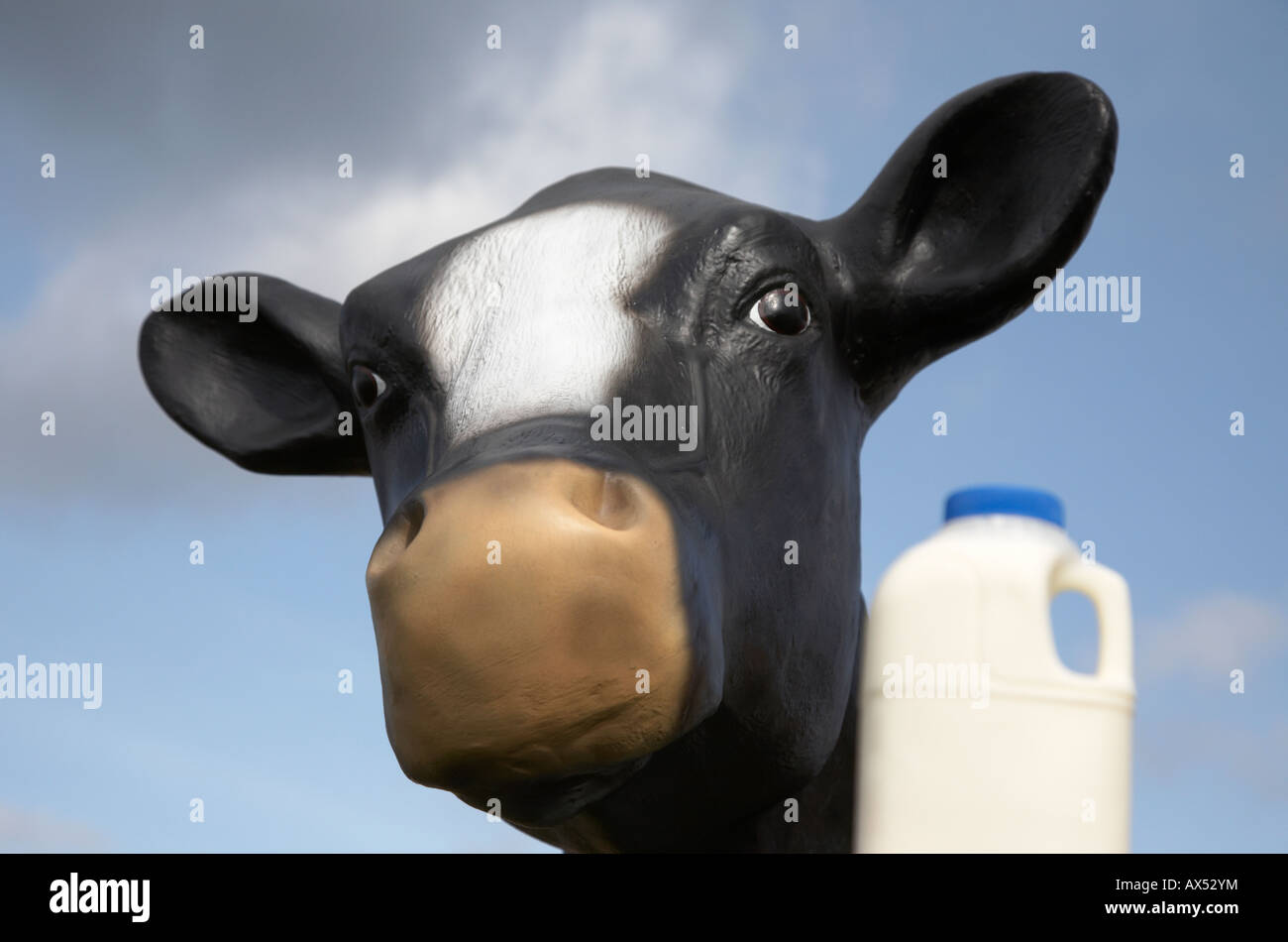 pint of milk in a plastic carton in front of a fibreglass imitation cow used for educational purposes to teach children Stock Photo