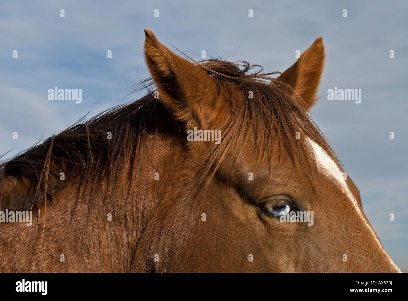 horse head closeup with wall eye and ears, liver chestnut colored, one