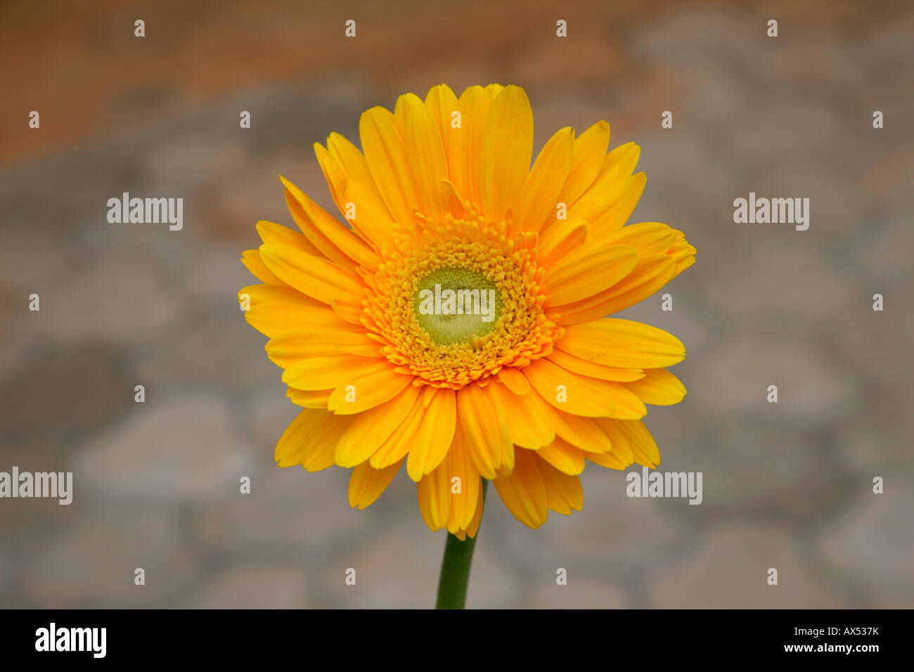 Yellow Gerber daisy Stock Photo
