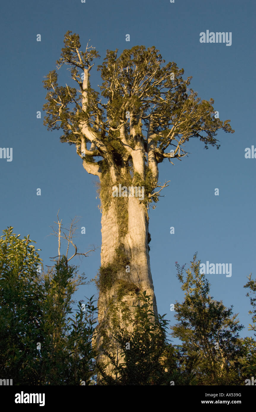 Alerce Tree (Fitzroya cupressoides) WILD, Alerce Andino National Park, CHILE Stock Photo