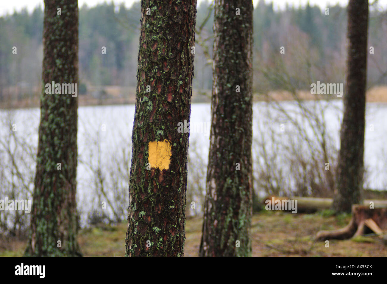 Swedish forrest in the rainy winter Stock Photo