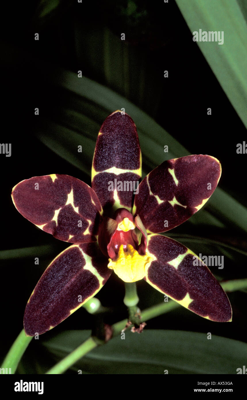 African Black Orchid photographed in a private greenhouse in Nairobi ...