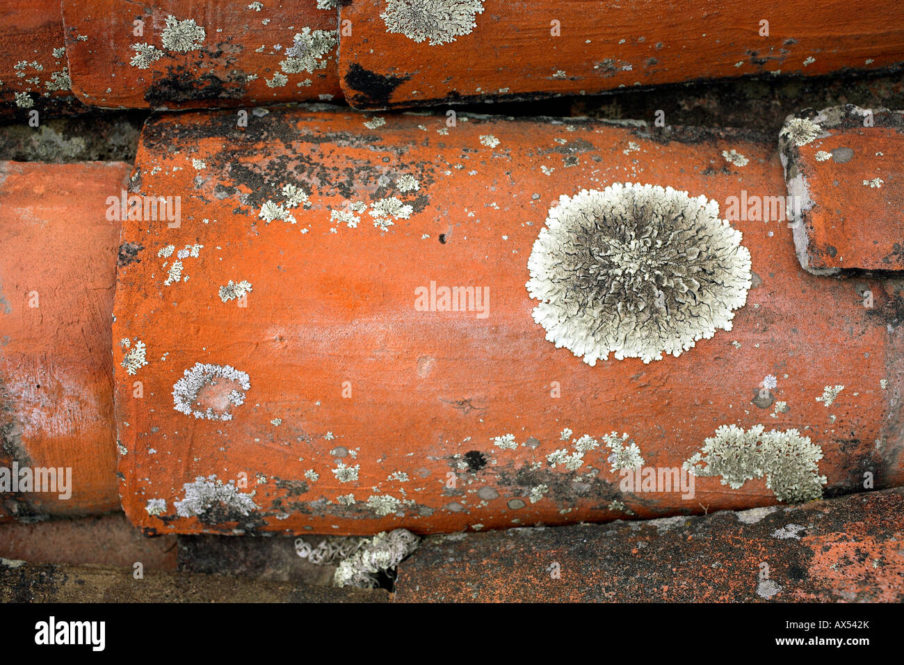 Terracotta tile with crustose lichen colonies Stock Photo