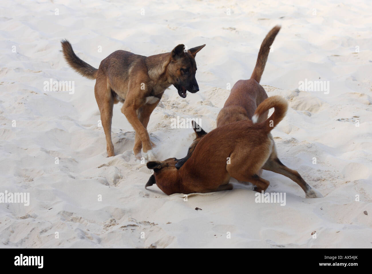 Dingo, canis lupus dingo, three pure-bred adults play-fighting on a ...