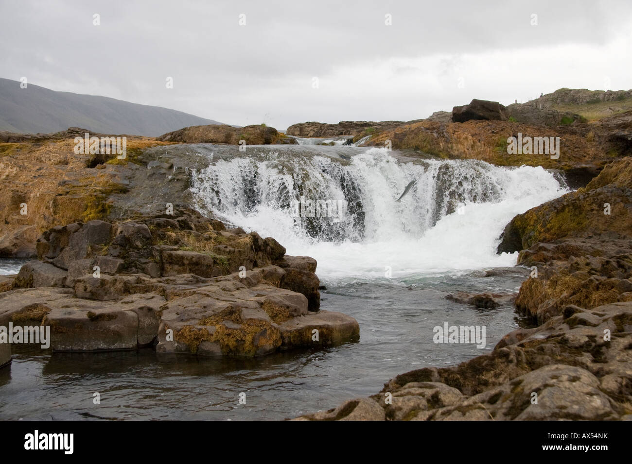 salmon jump waterfall heading upstream Stock Photo - Alamy