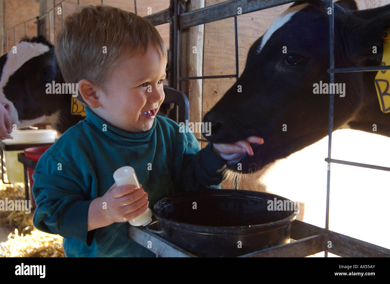 A young calf sucks on the hand of a delighted one year old boy at a dairy  farm Stock Photo - Alamy