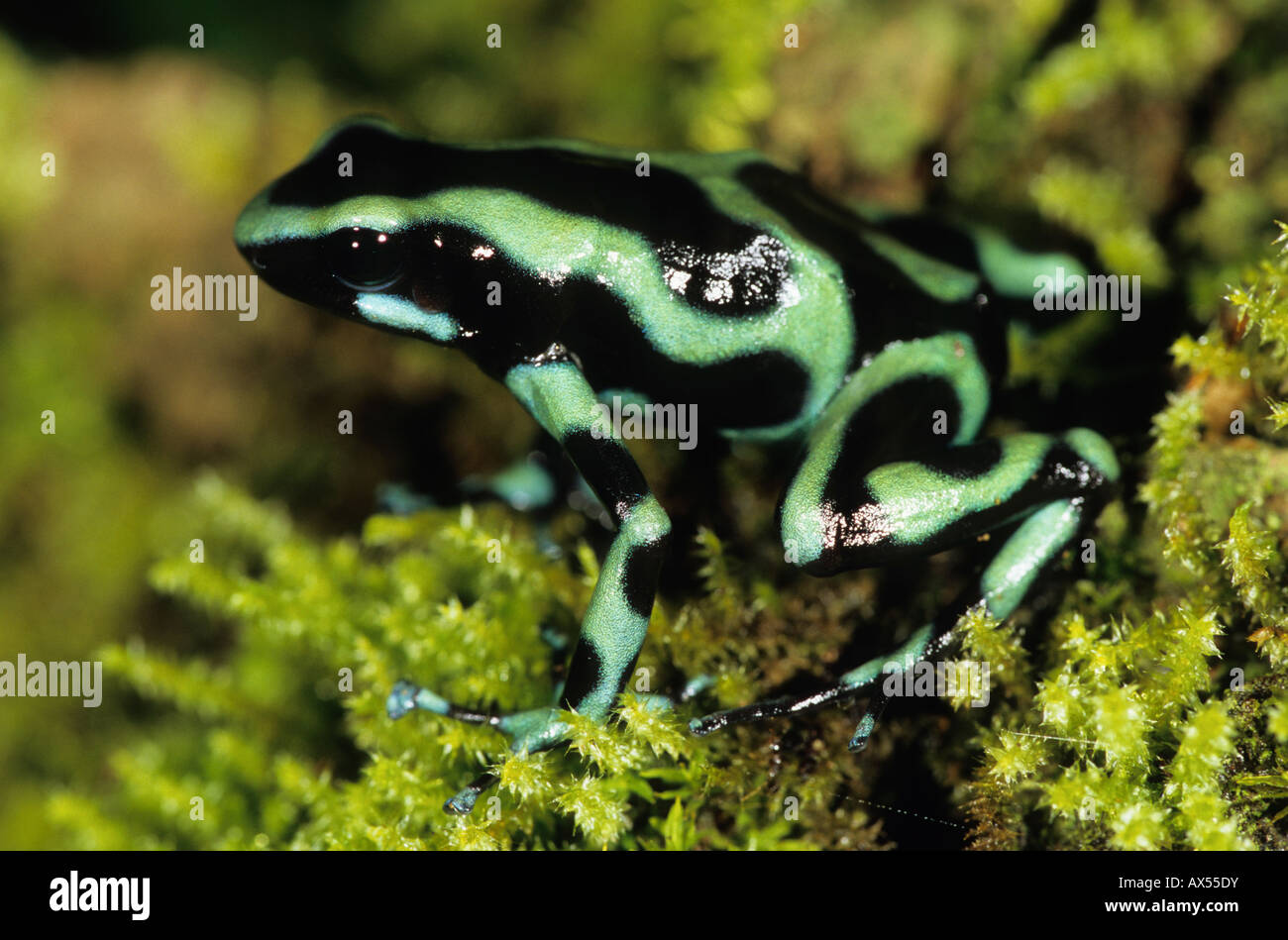 Green and black poison dart frog Dendrobates auratus Nicaragua Stock