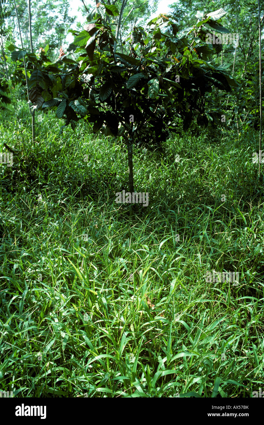 Buffalo grass Paspalum conjugatum tropical grass weed in a young cocoa plantation Malaysia Stock Photo