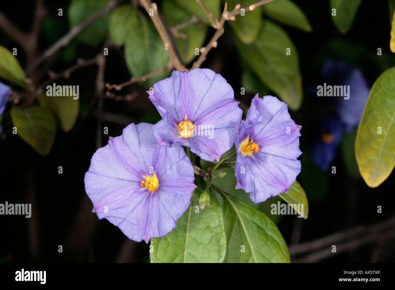 Blue Potato Bush - Solanum rantonettii-Family Solanaceae Stock Photo