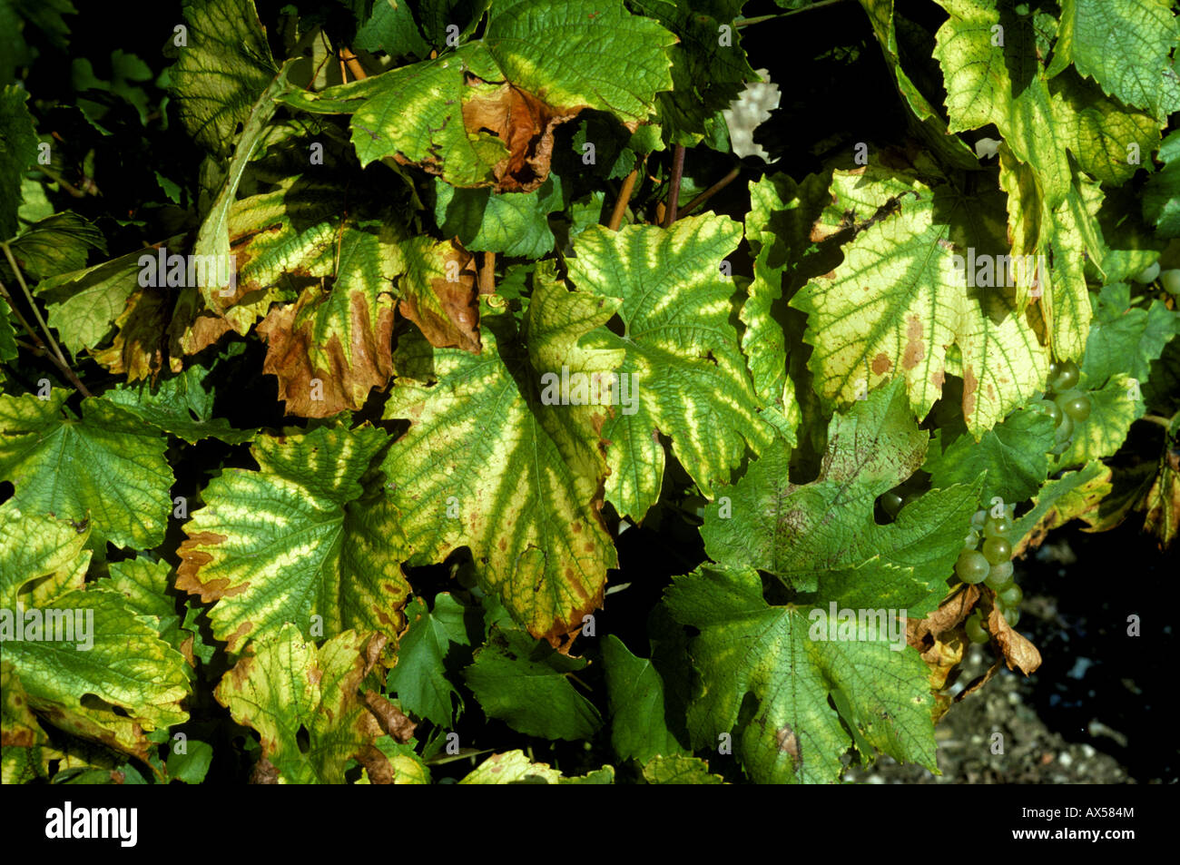 Magnesium deficiency symptoms on Chardonnay grapevine leaves Stock