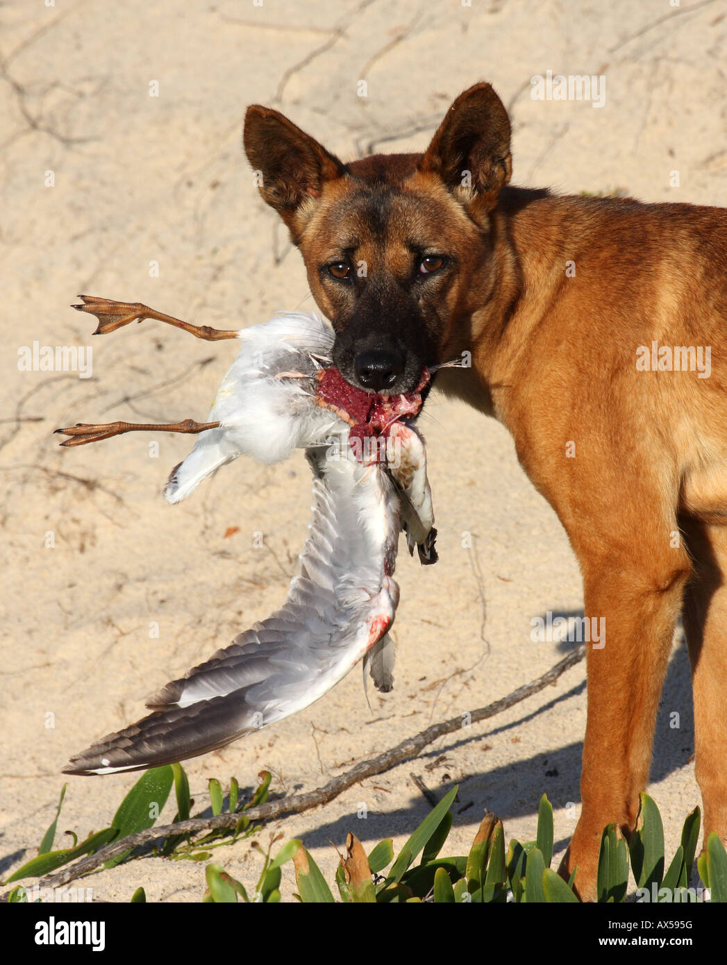 Adorable' stray dog turns out to be rare purebred dingo