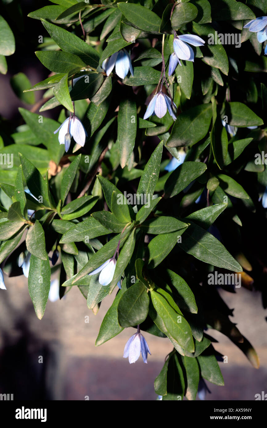 Bluebell creeper billardiera heterophylla hi-res stock photography and  images - Alamy